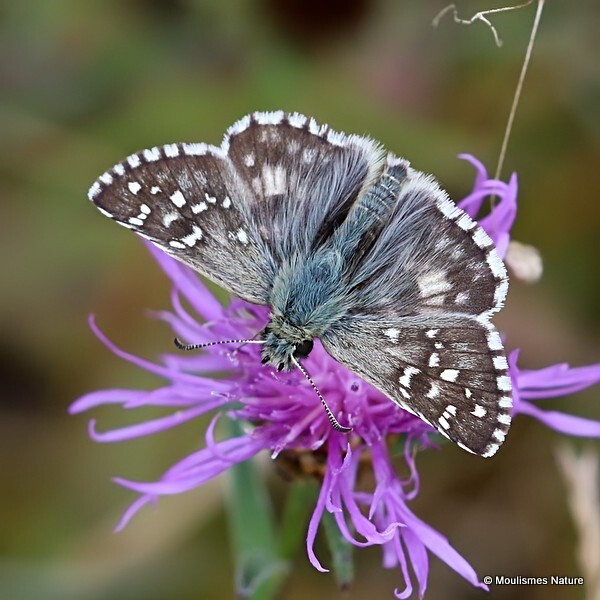 Oberthurs Grizzled Skipper (Pyrgus armoricanus) M - Butterflies/moths