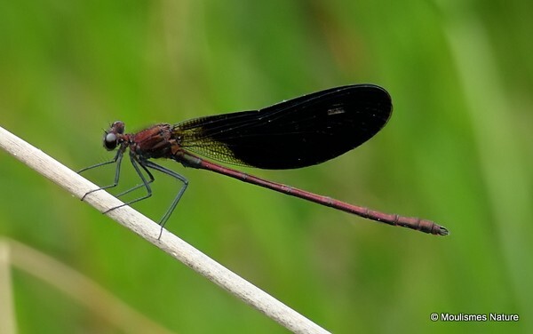 Copper Demoiselle (Calopteryx haemorrhoidalis) M - Trip reports - France