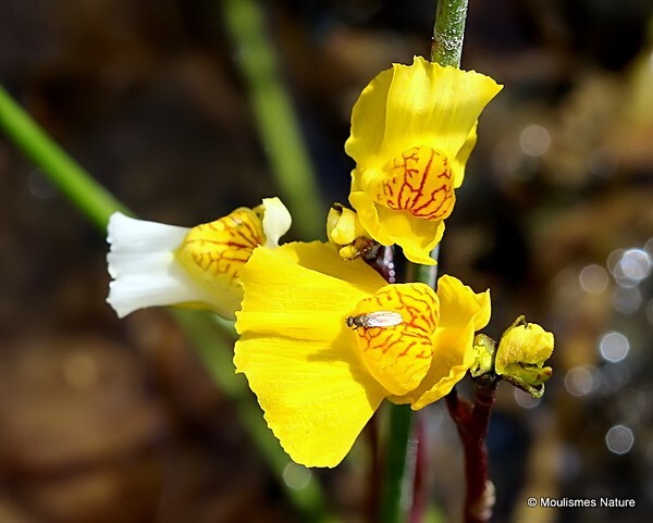 Utricularia vulgaris - Greater Bladderwort - Other flora