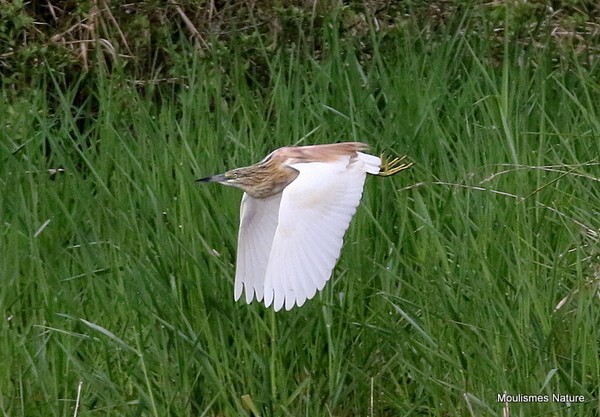 Squacco Heron (Ardeola ralloides) - Recent images