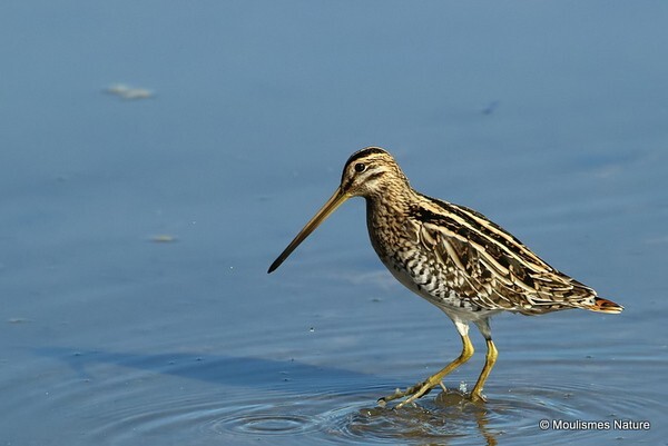 Common Snipe (Gallinago gallinago)