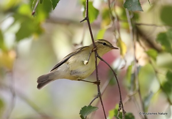 Willow Warbler (Phylloscopus trochilus) - Recent images