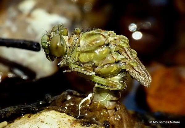 Onychogomphus sp emergence