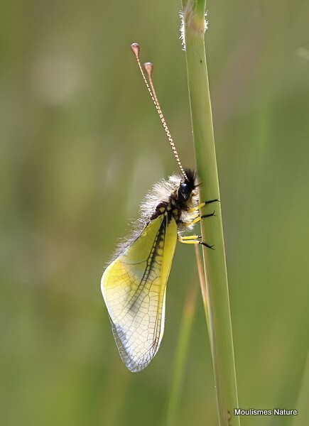 Libelloides baeticus (Ascalaphidae) - Recent images