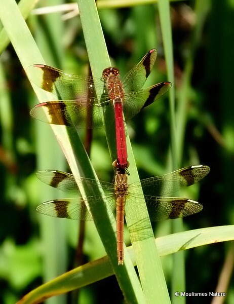 Banded Darters (Sympetrum pedemontanum) - Trip reports - France