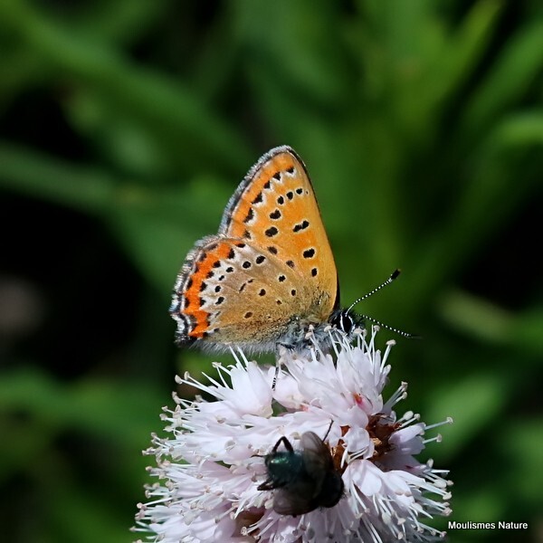 Violet Copper (Lycaena helle) - Recent images