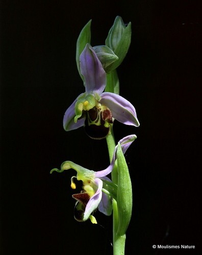Ophrys apifera  Bee Orchid