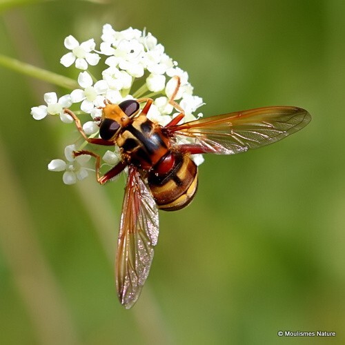 Milesia crabroniformis (Syrphidae, Hoverflies) F - Other insects