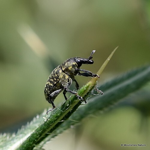 Larinus australis (Curculionoidea, Weevils) - Other insects