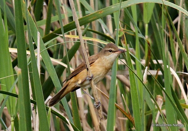 Great Reed Warbler (Acrocephalus arundinaceus) - Trip reports - Spain