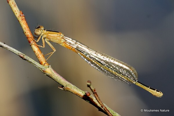 Scarce Blue-tailed Damselfly (Ischnura pumilio) F-imm aurantiaca - Odonata