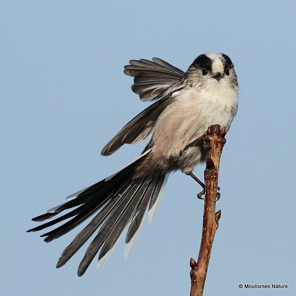 Long-tailed Tit (Aegithalos caudatus) - Birds