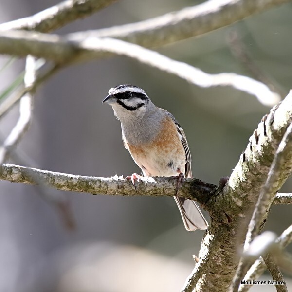 Rock Bunting (Emberiza cia) M - Recent images