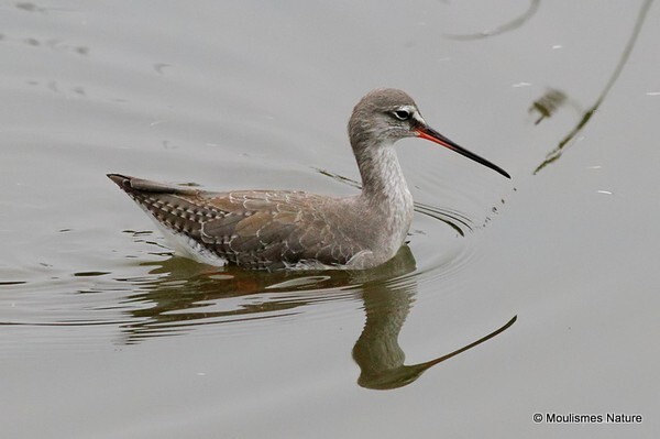 Spotted Redshank (Tringa erythropus) ad-W - Trip reports - France