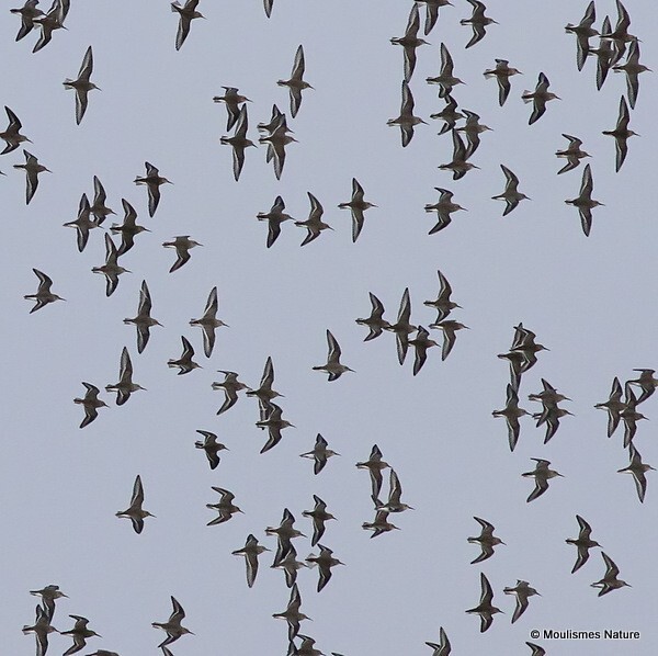 Waders - Trip reports - France