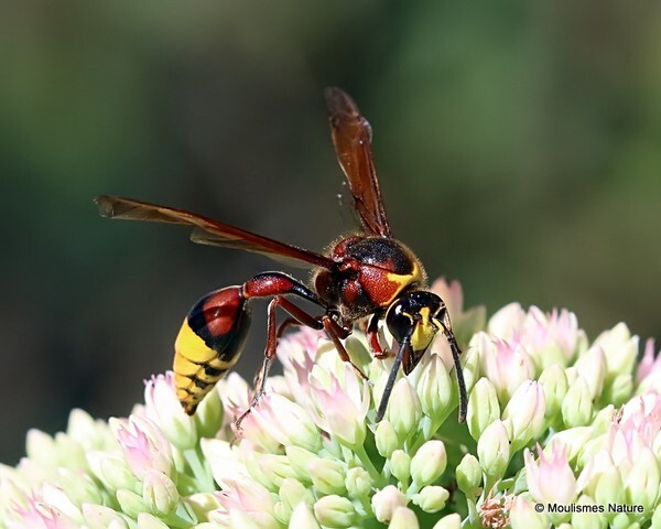 Delta unguiculatum (Great Potter Wasp) F - Recent images