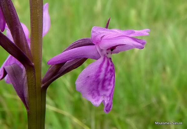 Brenne Orchid (Dactylorhiza brennensis) - Orchids