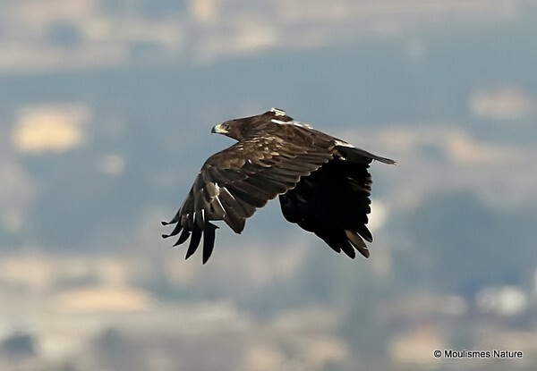 Tõnn... Greater Spotted Eagle (Aquila clanga) M-ad - Trip reports - Spain