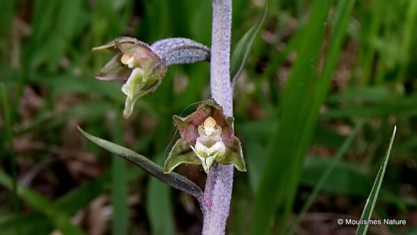Small-leaved Helleborine (Epipactis microphylla) - Orchids