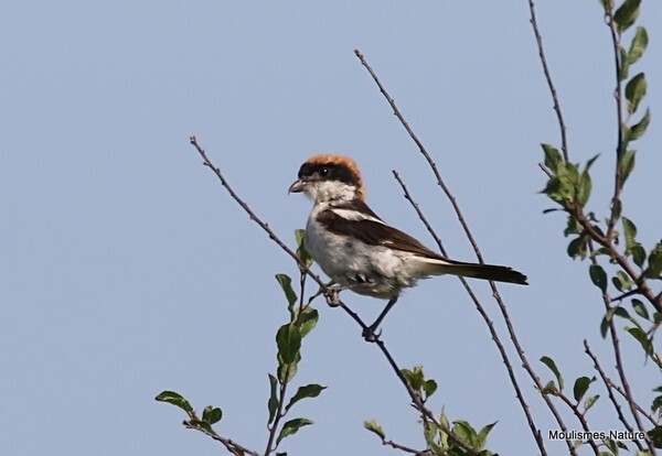 Woodchat Shrike (Lanius senator) M - Recent images