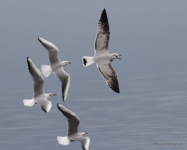 Audouin's Gull (Larus audouinii) 2W - Larus gulls (France/Spain)