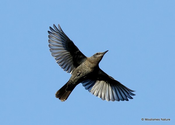 Blue Rock Thrush (Monticola solitarius) M-1W - Trip reports - Spain