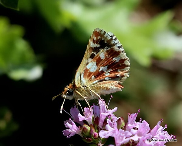 Red-underwing Skipper (Spialia sertorius) - Butterflies/moths