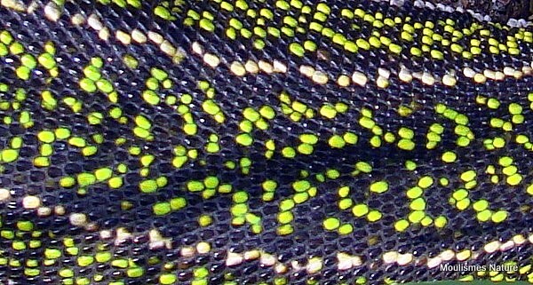 Green Lizard (Lacerta bilineata) type-female - Other fauna