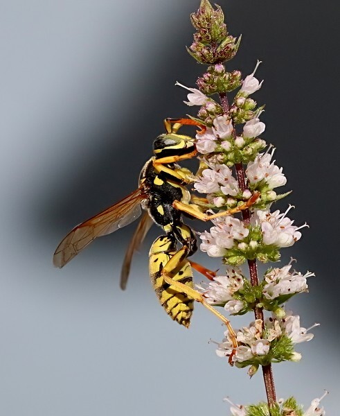 Polistes dominula (European Paper Wasp) - Recent images