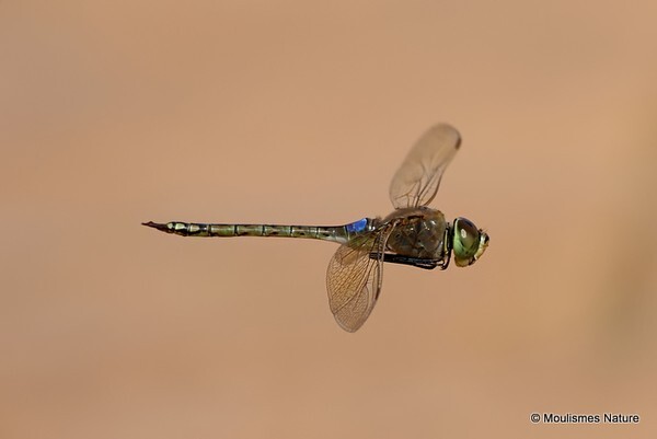 Vagrant Emperor (Anax ephippiger) M - Trip reports - Spain