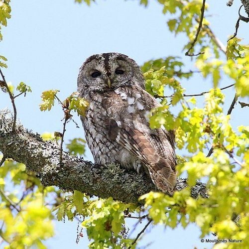 Tawny Owl (Strix aluco)