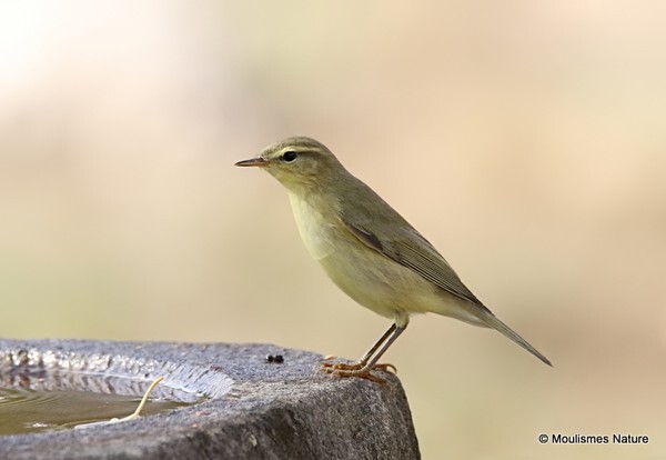 Willow Warbler (Phylloscopus trochilus) - Recent images