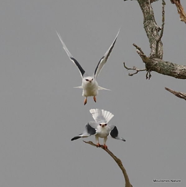 Black-winged Kite (Elanus caeruleus) ad - Recent images