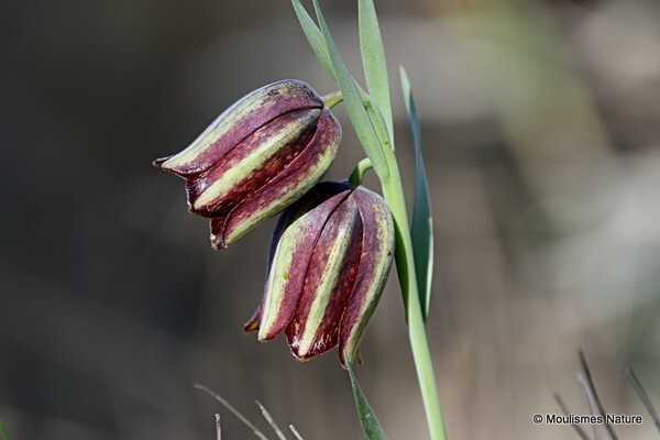 Fritillary sp. (Fritillaria lusitanica) - Trip reports - Spain