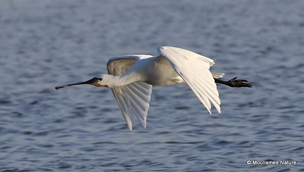 Eurasian Spoonbill (Platalea leucorodia) Ad - Birds