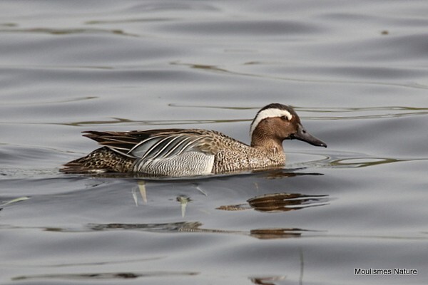 Garganey (Anas querquedula) M - Recent images