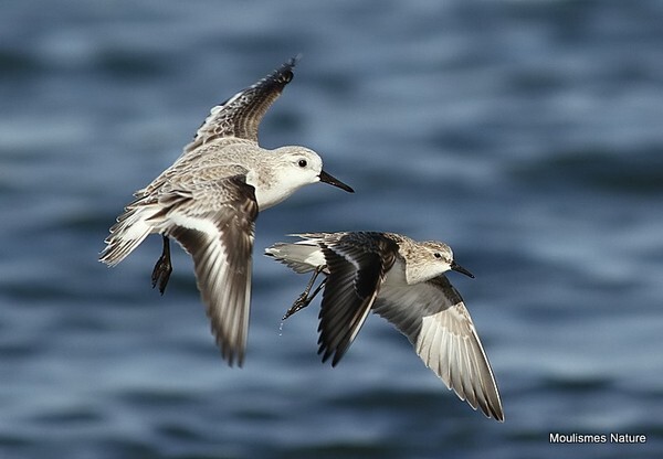 Sanderling (Calidris alba), Little Stint (Calidris minuta) - Trip reports - Spain
