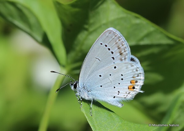 Short-tailed Blue (Everes argiades) M - Butterflies/moths