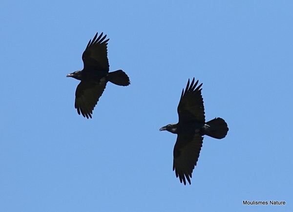 Common Raven (Corvus corax) - Recent images