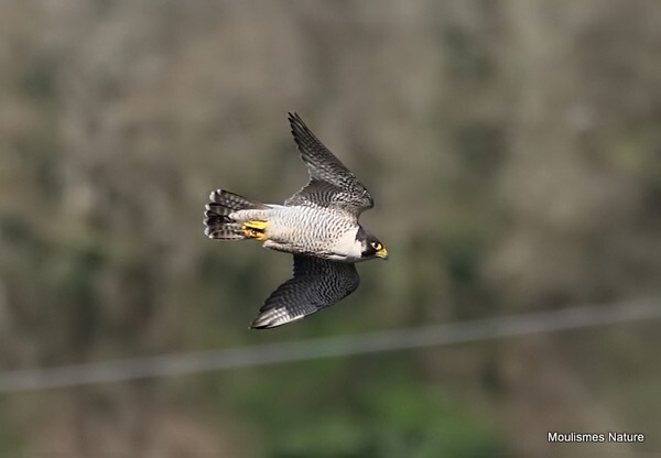 Peregrine Falcon (Falco peregrinus) ad-F - Recent images