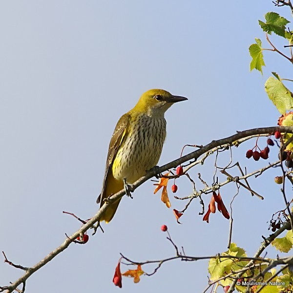 Eurasian Golden Oriole (Oriolus oriolus) juv - Recent images