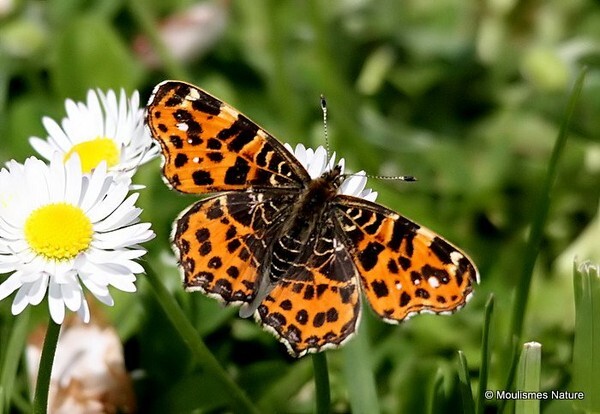 Map butterfly (Araschnia levana) 1st brood - Butterflies/moths