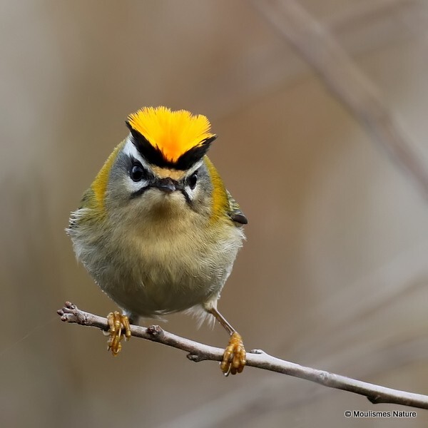 Firecrest (Regulus ignicapillus)