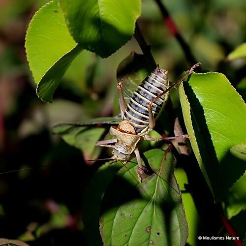 Ephippiger diurnus diurnus (Western Saddle Bush-cricket) M - Other insects