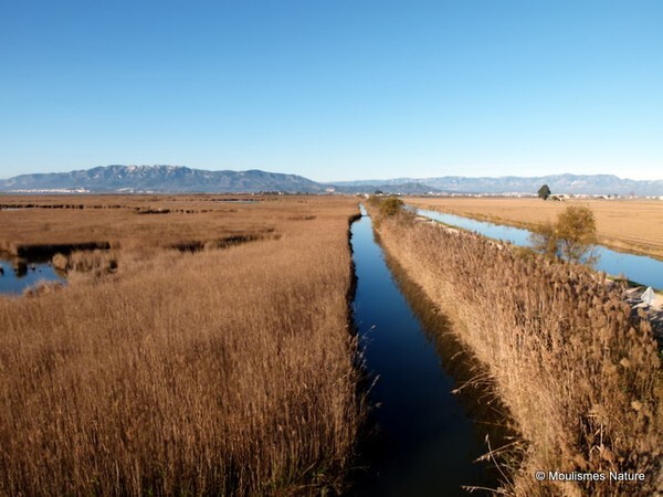 l'Encanyissada reedbeds - Trip reports - Spain