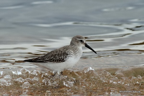 Dunlin (Calidris alpina) ad-W - Trip reports - Spain
