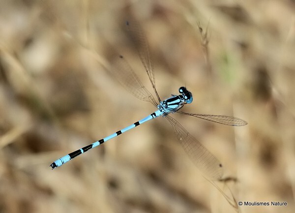 Common Blue Damselfly (Enallagma cyathigerum) M - Odonata
