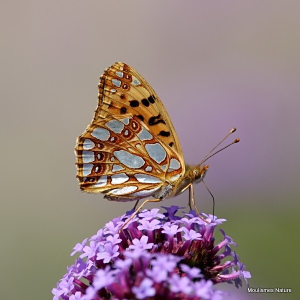 Queen of Spain Fritillary (Issoria lathonia) - Recent images
