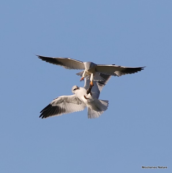 Black-winged Kite (Elanus caeruleus) ad - Recent images