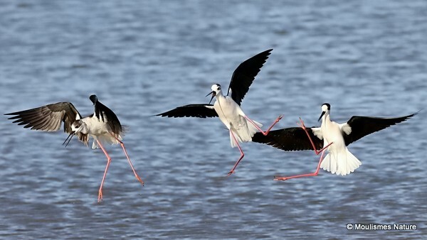 Black-winged Stilt (Himantopus himantopus) - Trip reports - Spain